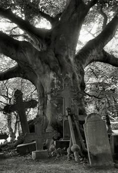 an old tree in the middle of a cemetery with tombstones and crosses under it