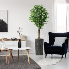 a living room filled with furniture and a potted plant on top of a table