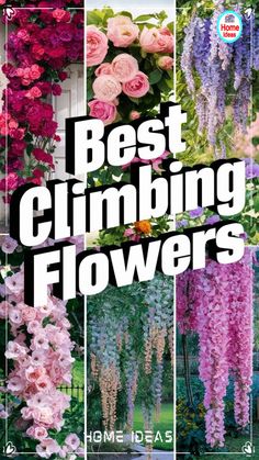 the best climbing flowers to grow in your garden, including pink and purple hanging flowers