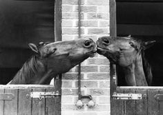 two horses are sticking their heads out of the window sill to kiss each other