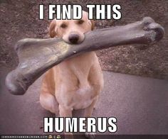 The xray tech in me does find this humerus! Ha! Cats Doing Funny Things, Funny Baby Images, American Funny Videos, Best Funny Photos, Funny Dog Photos, Funny Pictures With Captions, Funny Dog Pictures, Memes Humor, Funny Couples