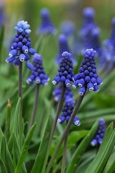 some blue flowers are growing in the grass