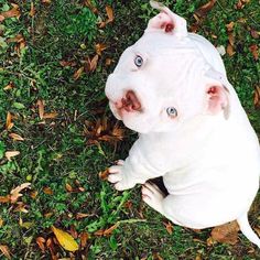 a small white dog laying on top of a lush green grass covered field next to leaves