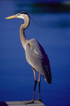 a large bird standing on top of a wooden post next to the blue water in front of it