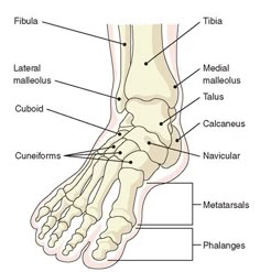 the foot and ankle bones with labels