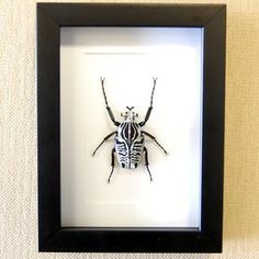 Goliathus Orientalis Goliath beetle in 5" x 7" black wood frame.  $105.00