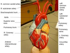 Denoyer Geppert heart - HUMAN ANATOMY WEB SITE | Heart anatomy, Anatomy ...