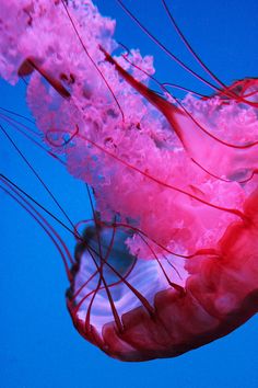 a pink jellyfish floating in the blue water