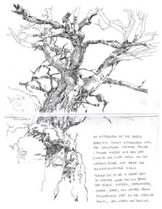 an ink drawing of a tree with no leaves