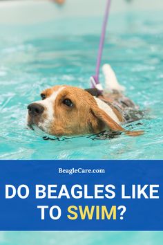 a brown and white dog swimming in a pool with the words do beagles like to swim?