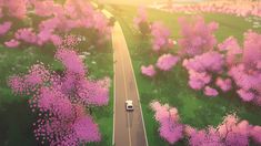 an aerial view of a car driving down a road with pink flowers in the foreground