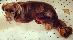 a large brown dog laying on top of a tiled floor