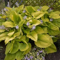 green leaves and purple flowers in a garden