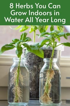 three glass jars with plants in them and the words 8 herbs you can grow indoors in water all year long