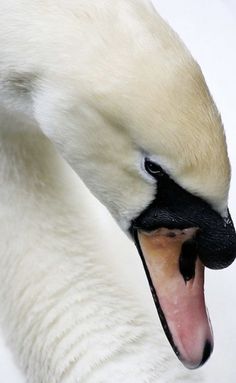 a white swan with it's mouth open and tongue out