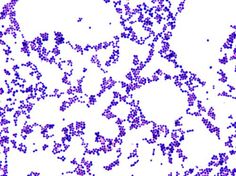 an image of purple dots on white paper