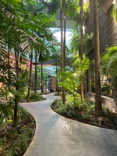 the walkway is surrounded by palm trees and other greenery