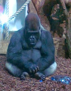 a gorilla sitting on the ground in front of a roped area with wood chips