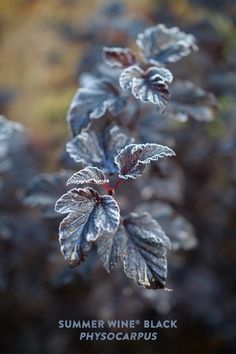 some very pretty plants that are in the grass with snow on them and one is frosted