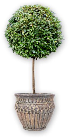 a potted plant with a small tree in it's centerpiece on a white background