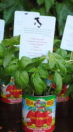 three tins filled with basil plants on top of a table