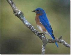 a blue bird sitting on top of a tree branch