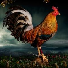 a rooster standing on top of a rock in the middle of a field with flowers