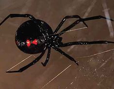 a large black spider with red eyes on its back