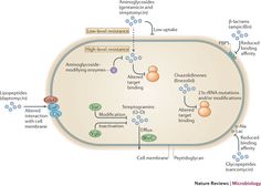 The rise of the Enterococcus: beyond vancomycin resistance Hospital Environment, Under Microscope, Gut Microbiota, Ancient Origins, In The Hospital, The Hospital, Genetic, Emphasis