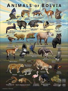 an animal poster with all the different types of animals and their names in english or spanish