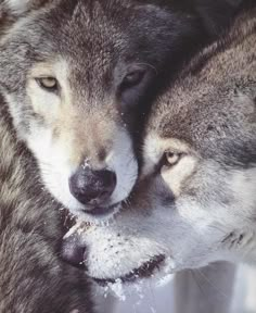 49 Gray Wolf animal art portraits, photographs, information and just ...