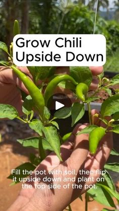 a person holding up a plant with the words grow chili upside down