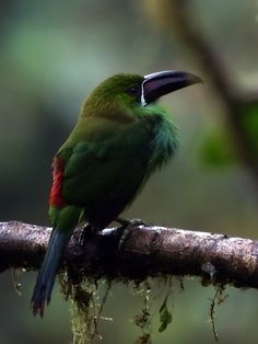 a green and red bird sitting on top of a tree branch