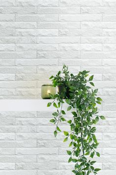 a potted plant sitting on top of a white shelf next to a wall light