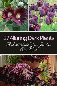 purple flowers with green leaves and the words, 27 alluring dark plants that'll make your garden stand out