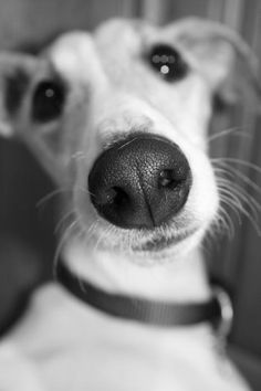 black and white photograph of a dog's nose looking at the camera while wearing a collar