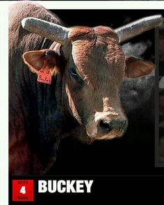 a brown cow with long horns standing in front of a black background and looking at the camera