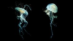 two jellyfishs in the dark with their heads turned to look like they are floating