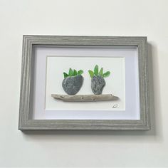 two rocks are placed on a piece of driftwood in a shadow frame with green plants growing out of them