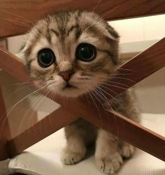 a small kitten is peeking out from underneath a wooden chair's legs and looking at the camera