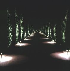 the lights are shining on the trees in the dark road way that is lined with bushes