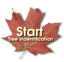 a red maple leaf with the words start tree identification