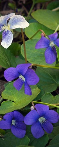 purple flowers with green leaves in the background