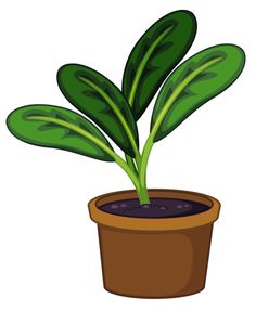 a potted plant with green leaves