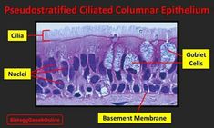 an image of the inside of a cell with labels on it and labeled in red