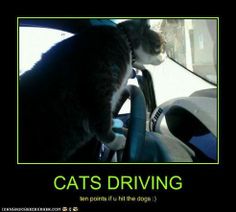 a cat sitting in the drivers seat of a car