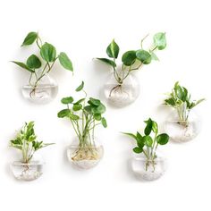 six glass vases filled with plants on top of a white surface, each containing different types of plant life