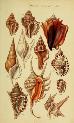 an antique print of sea shells from the 19th century, showing different shapes and sizes