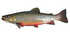 a fish that is standing up against a white background