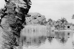 black and white photograph of ducks swimming in water near palm trees, with mountains in the background